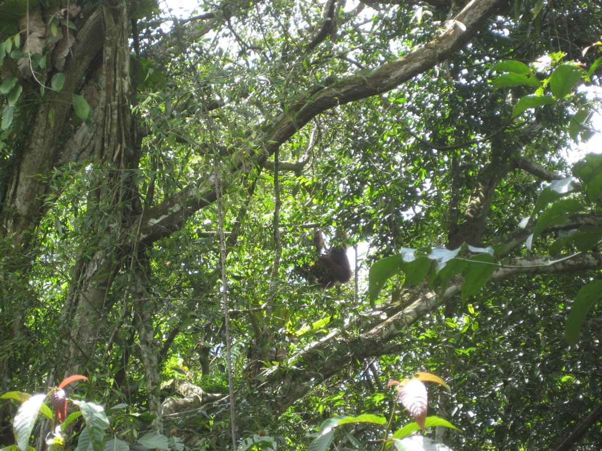 Orang Utan